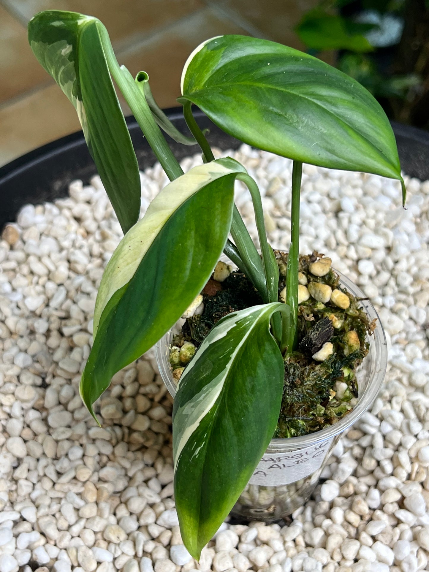 Scindapsus Blue Albo