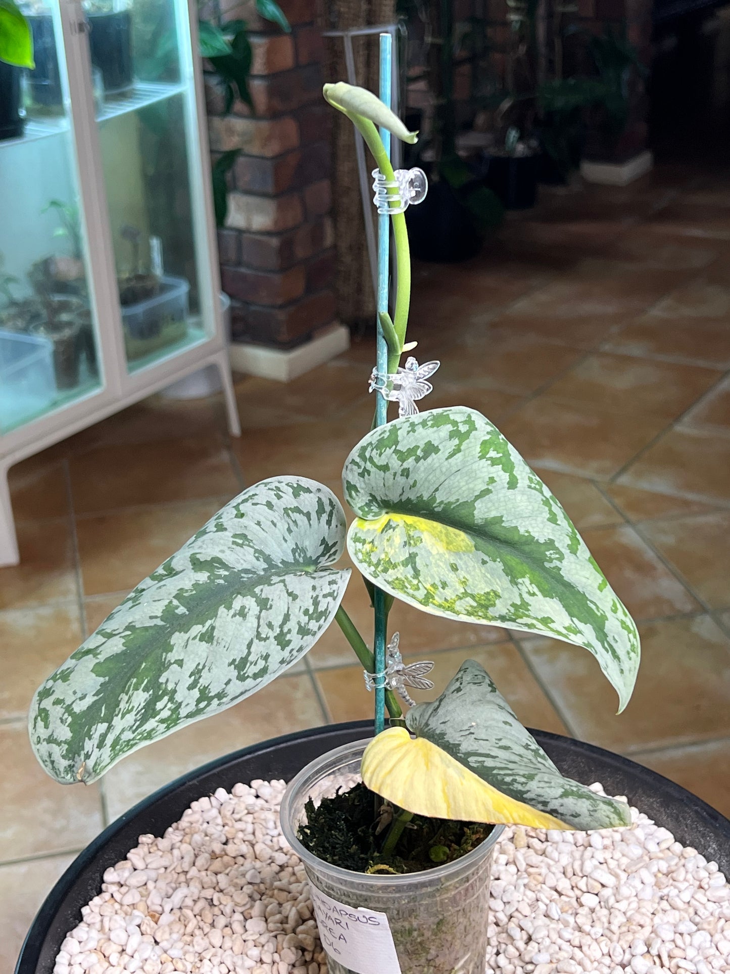 Scindapsus Mayari Aurea