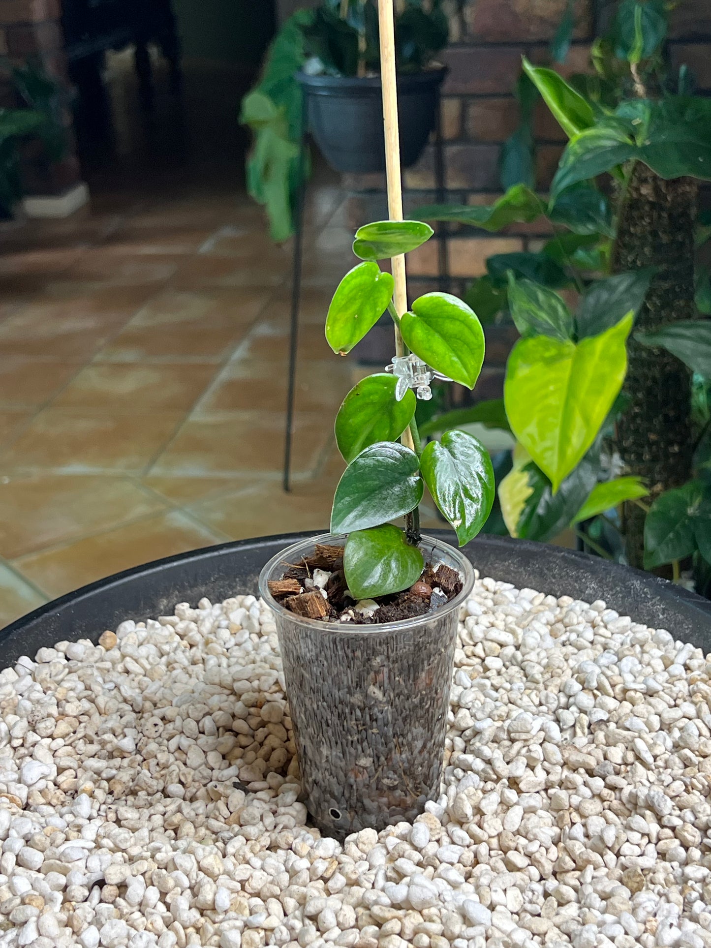 Scindapsus Black Mamba