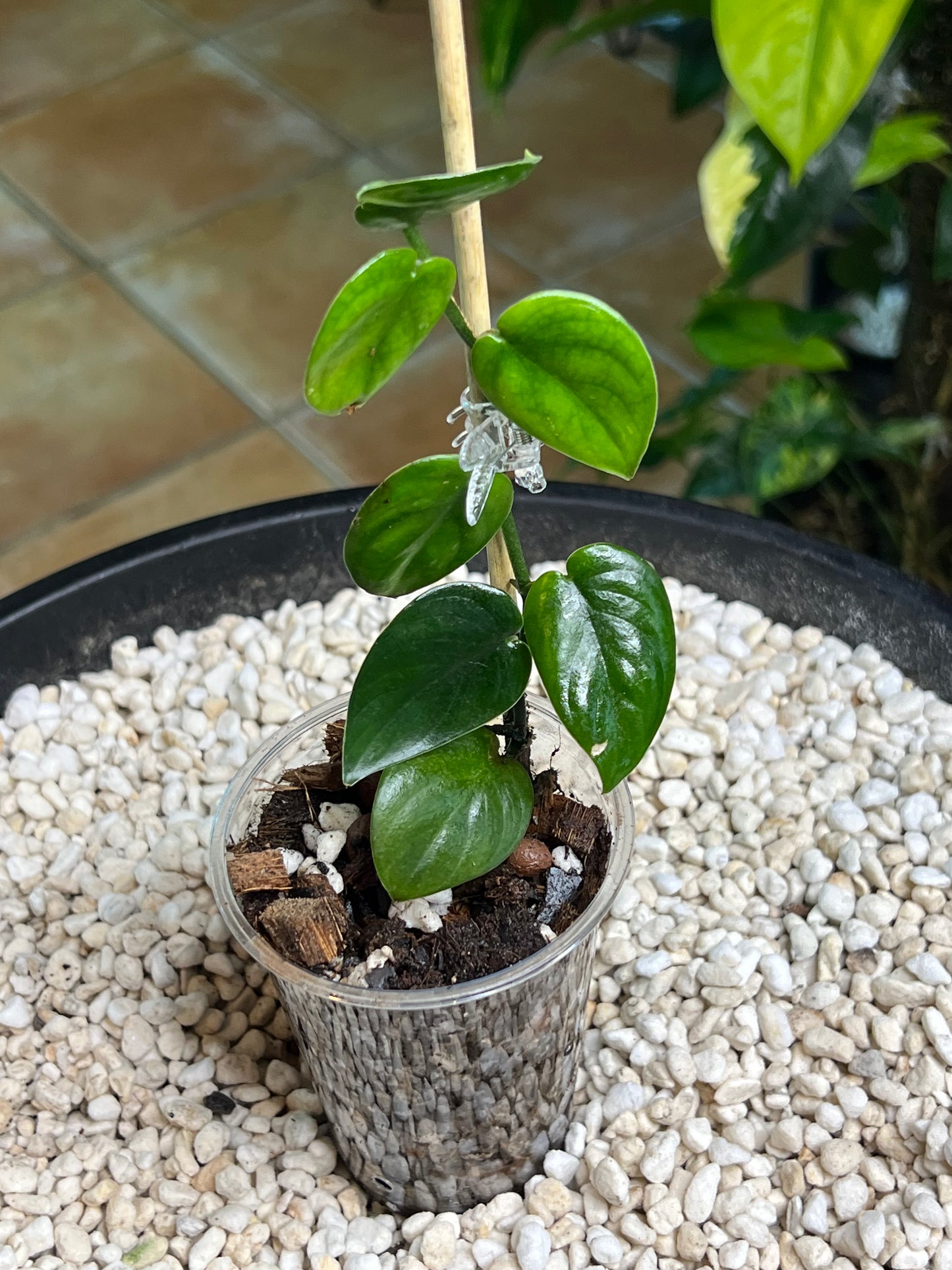 Scindapsus Black Mamba