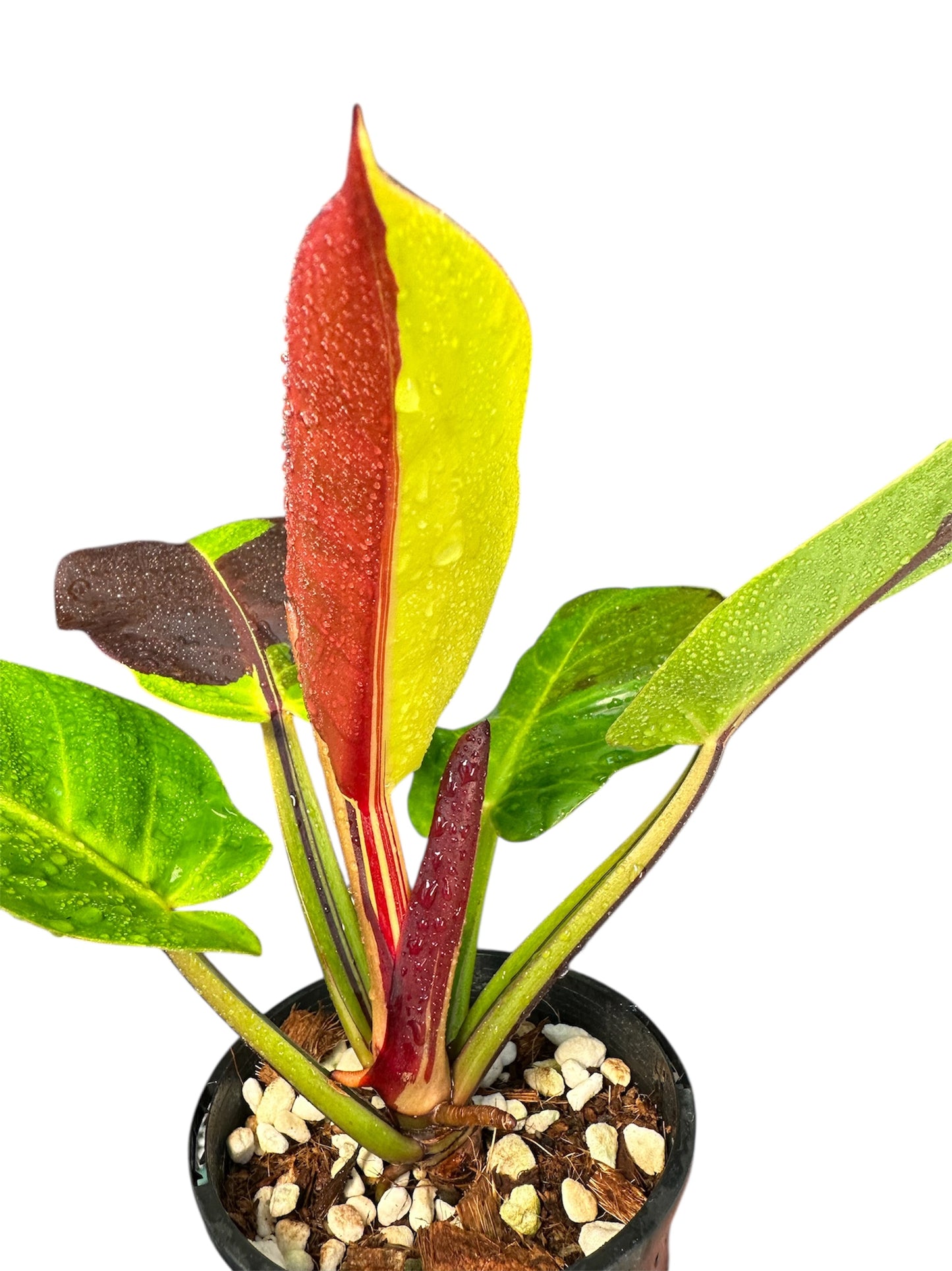 Philodendron Red Moon