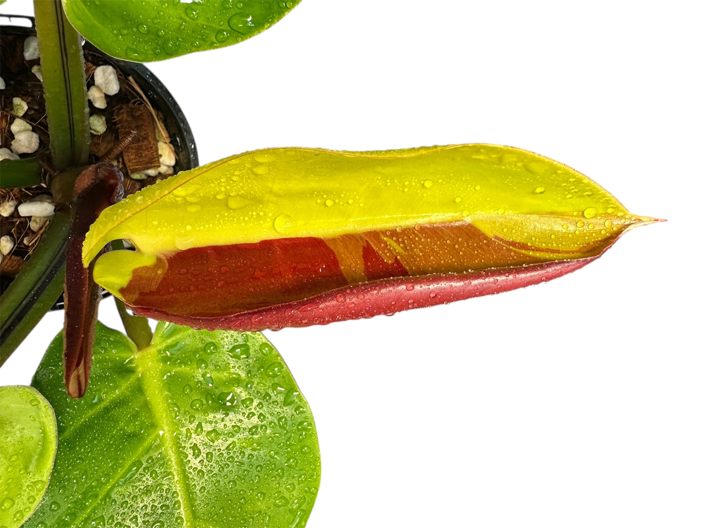 Philodendron Red Moon