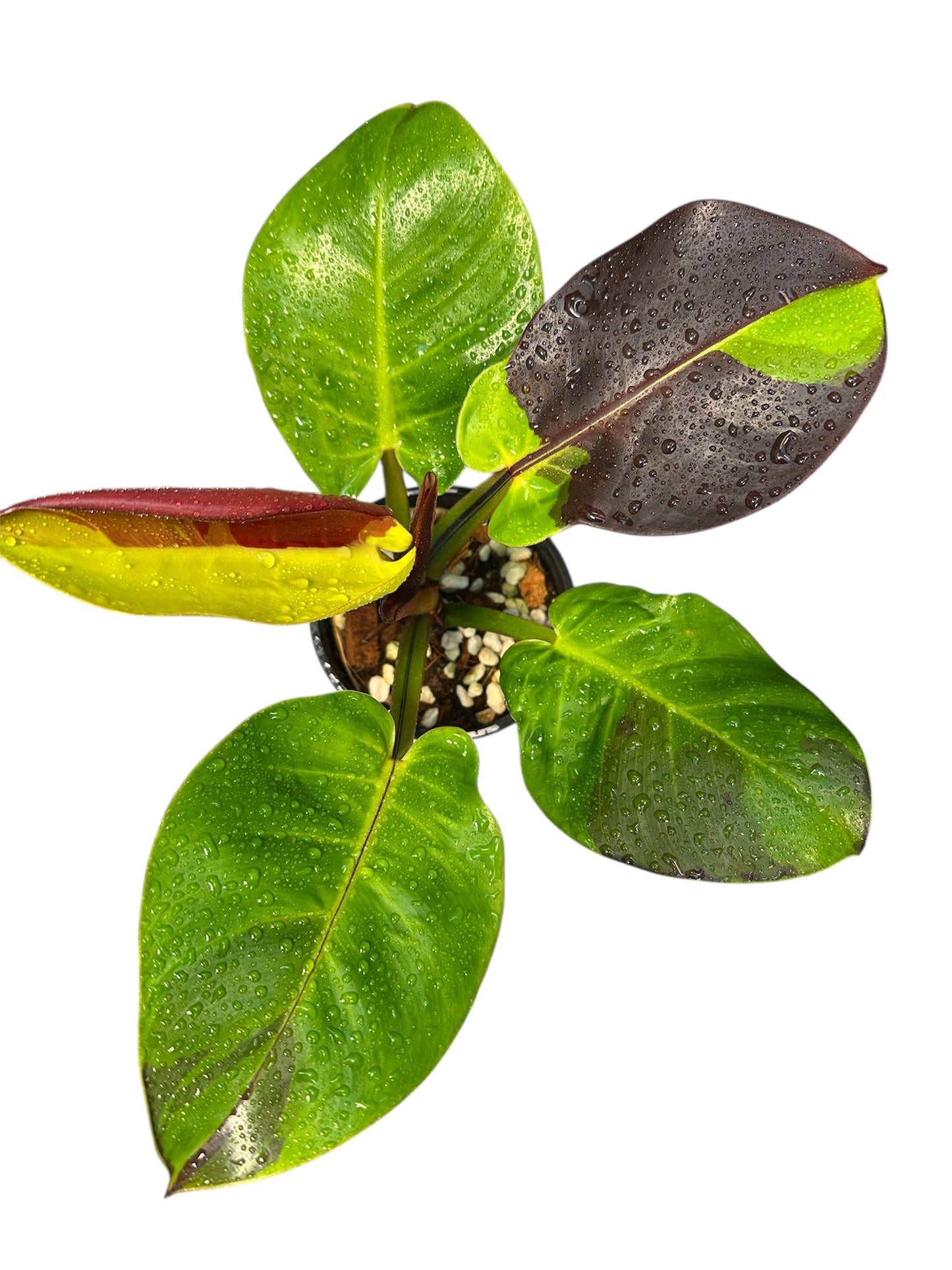 Philodendron Red Moon