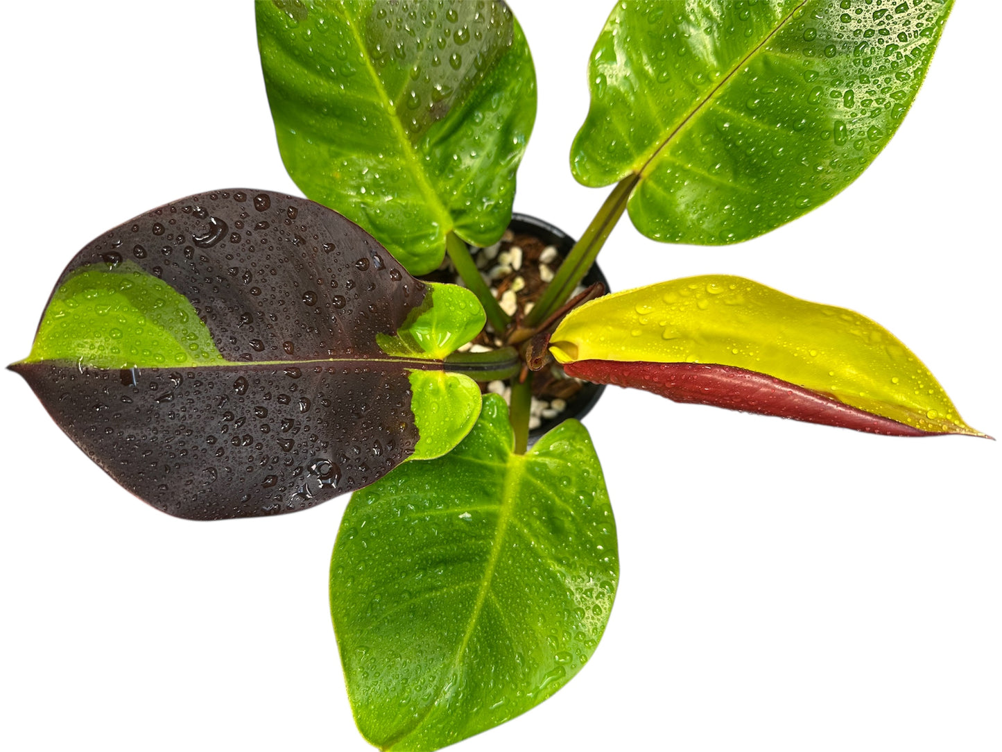 Philodendron Red Moon