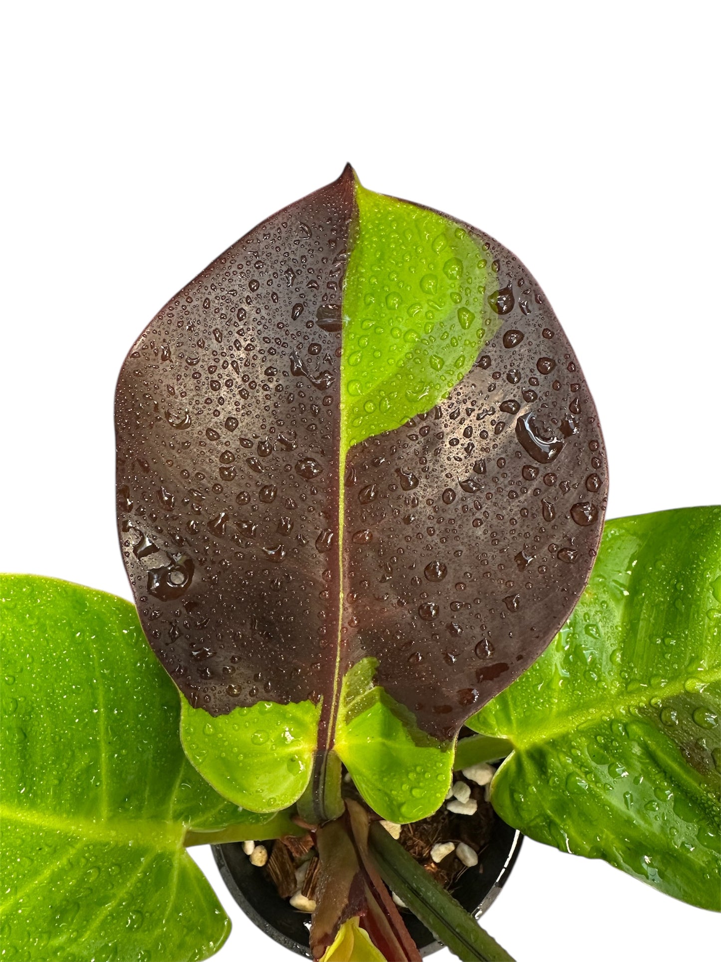 Philodendron Red Moon