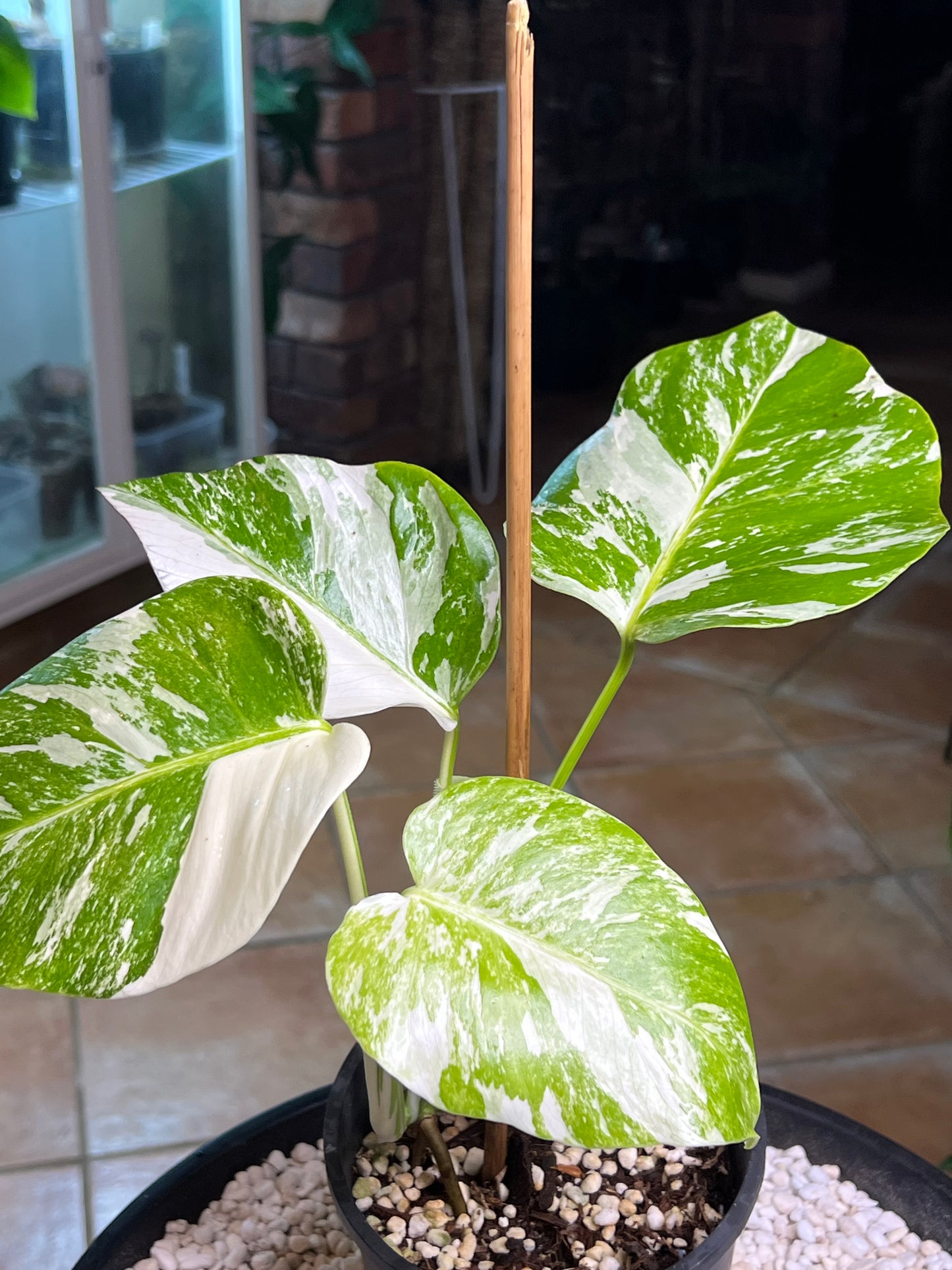 Monstera Borsigana Variegated