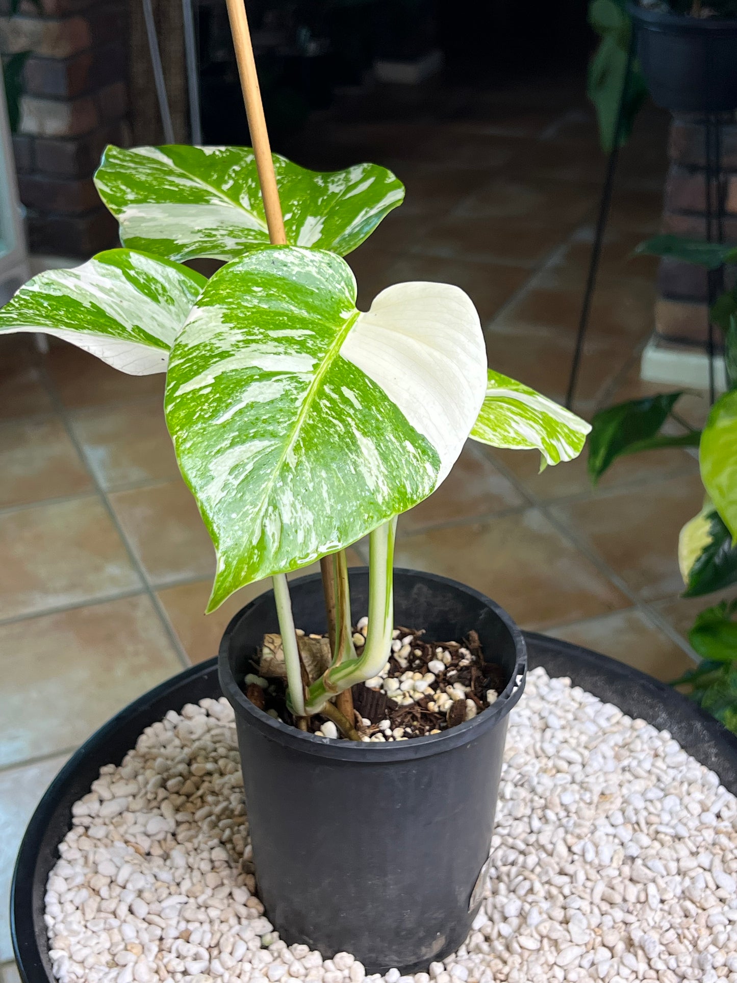 Monstera Borsigana Variegated