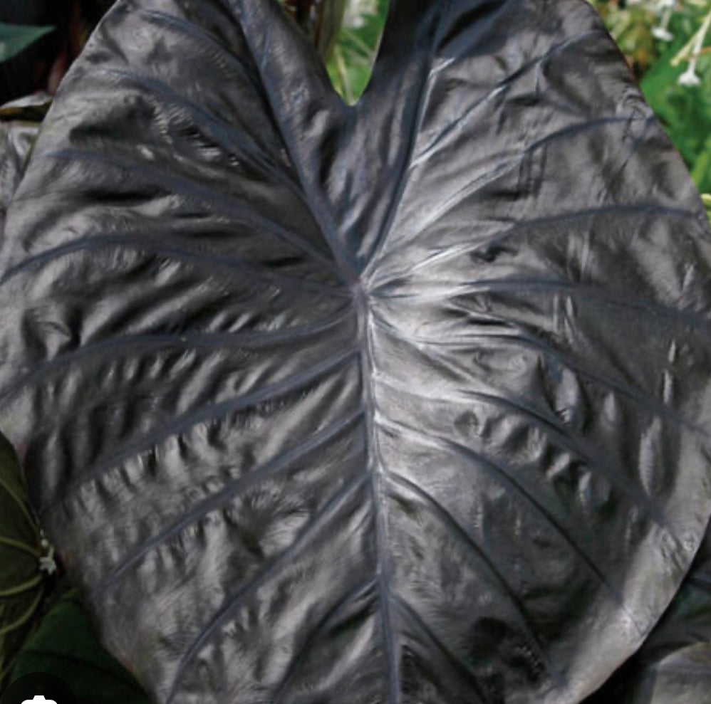 Colocasia’s