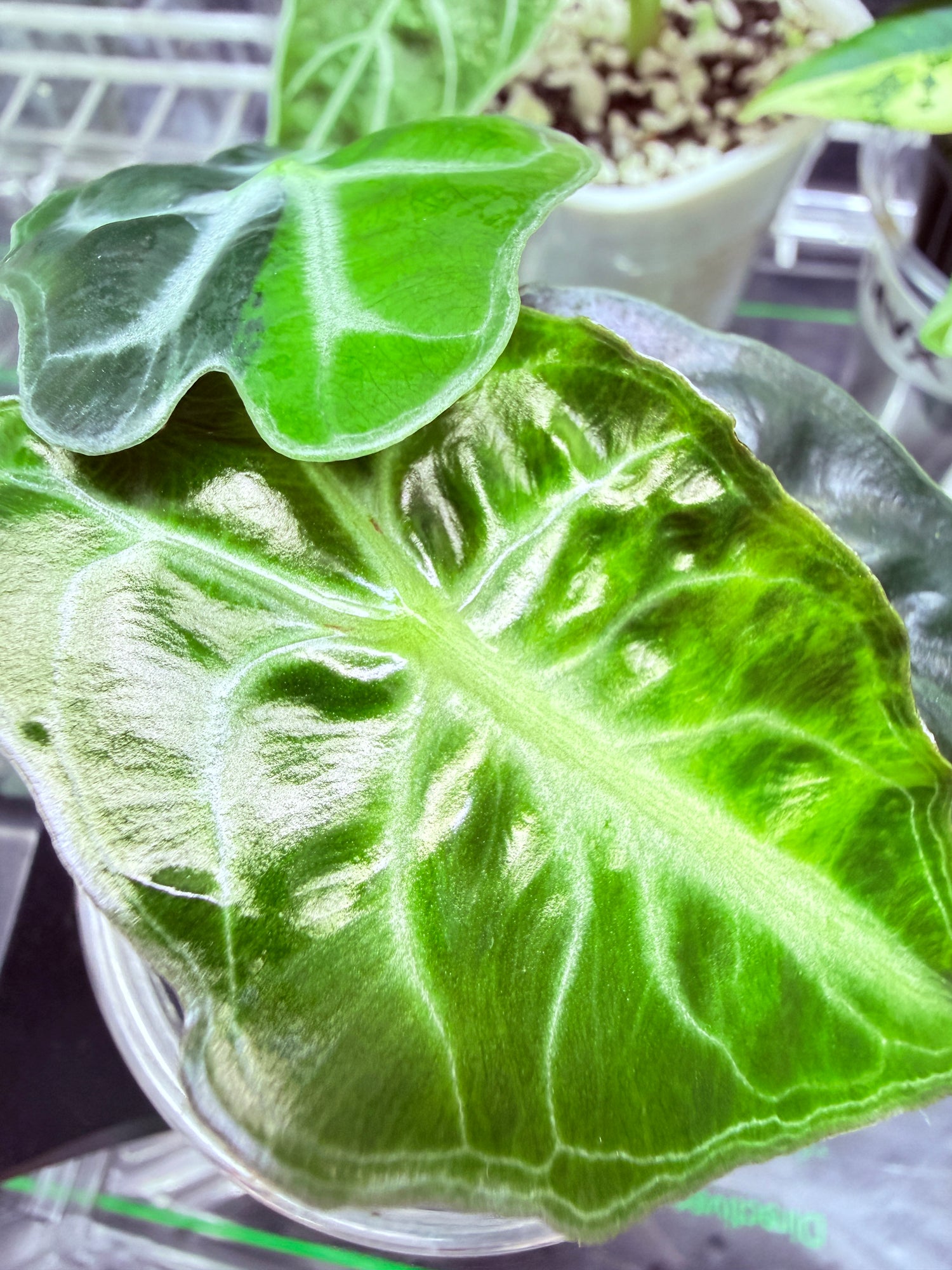 Alocasias