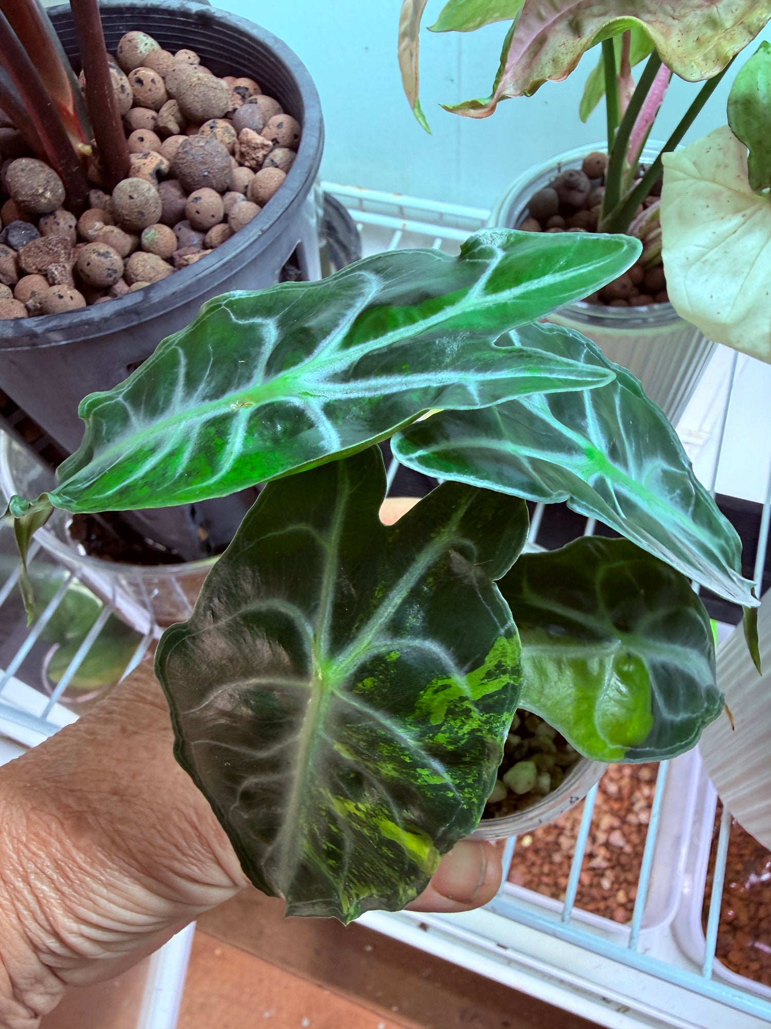 Alocasias