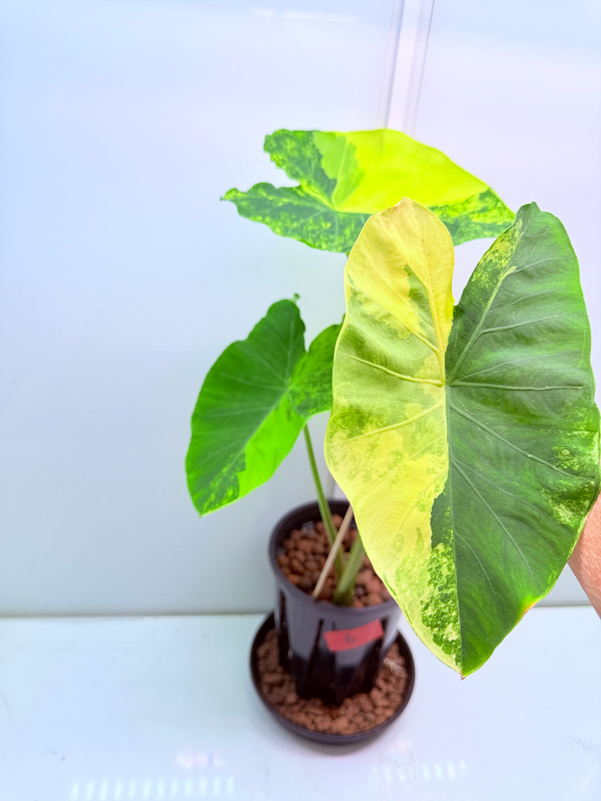 Colocasia’s