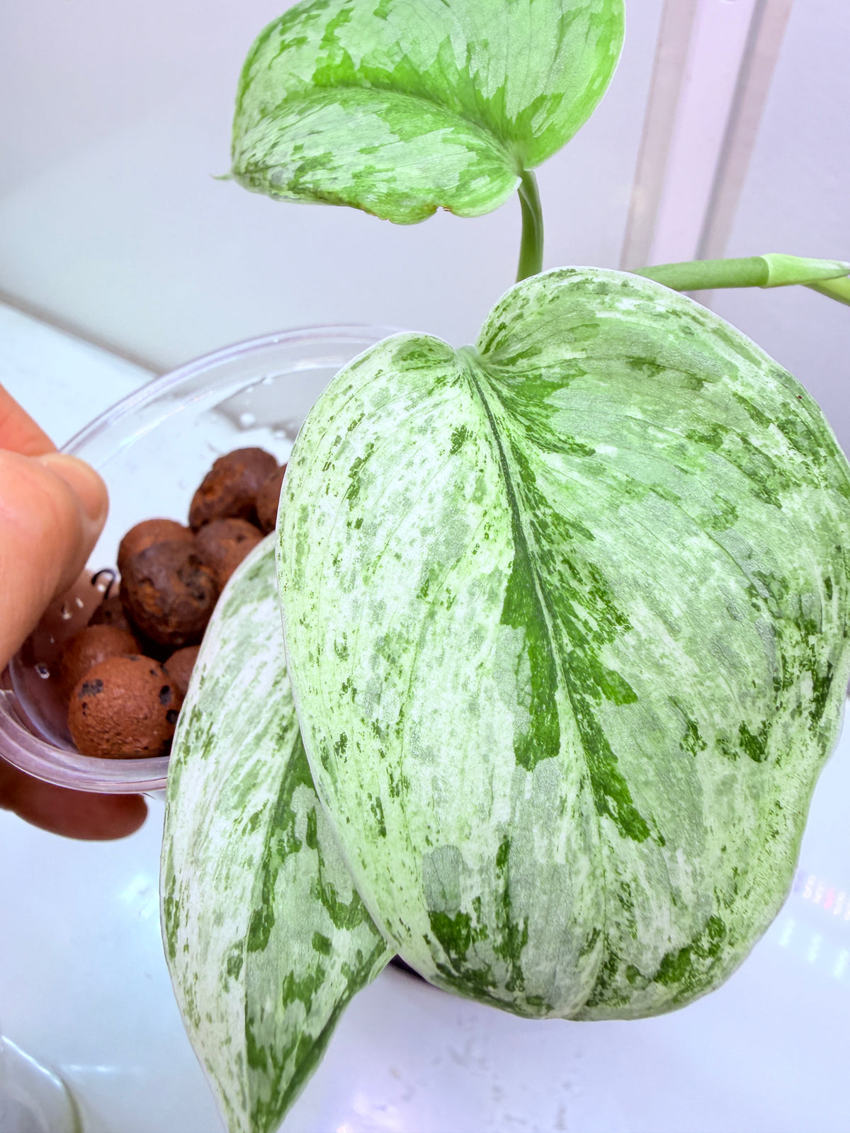 Scindapsus