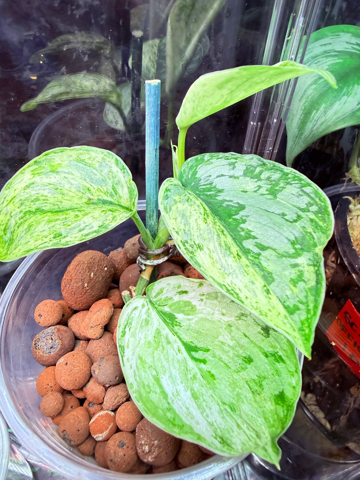 Scindapsus