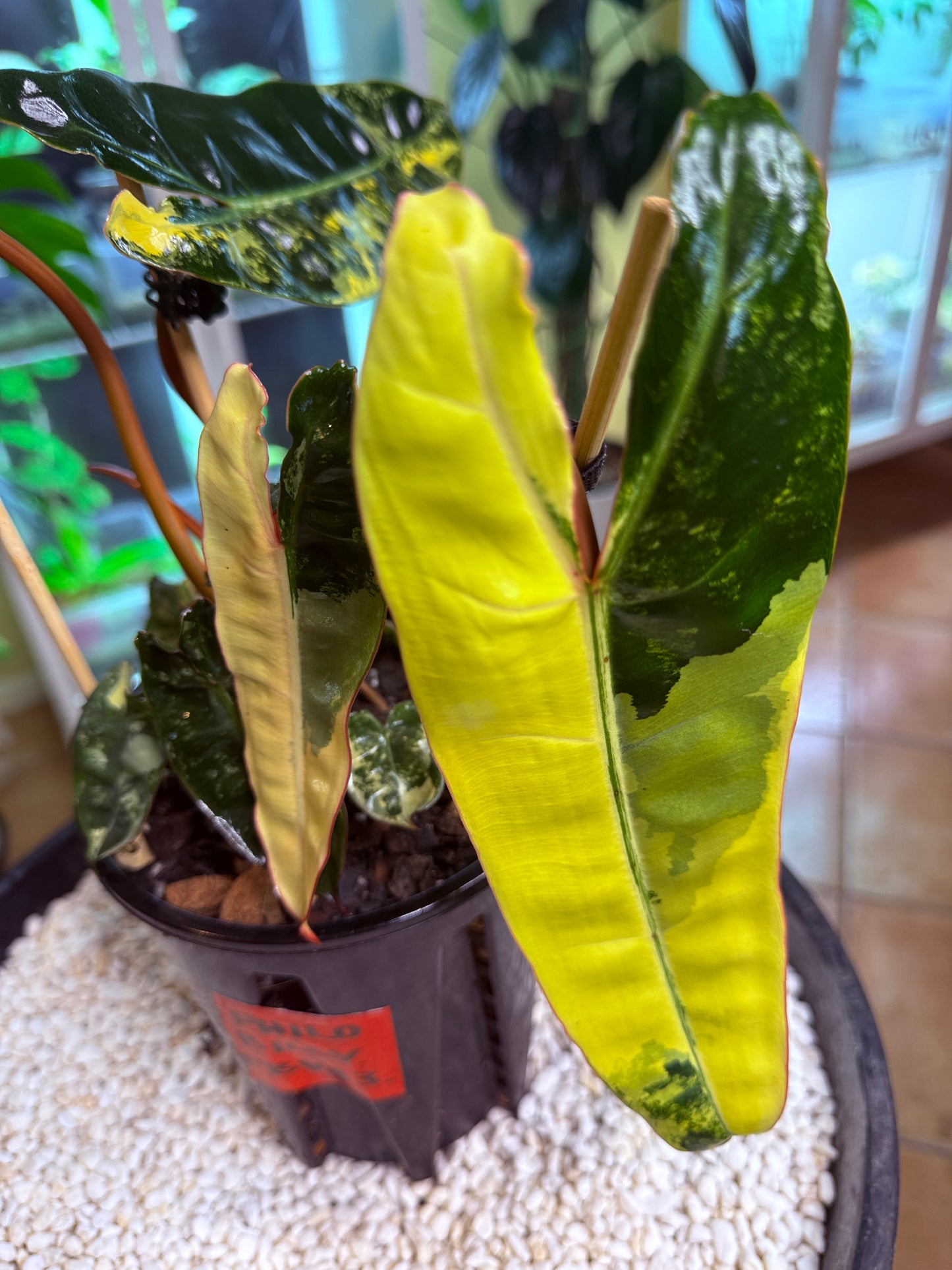Philodendron Billietiae Variegated 11 leaves