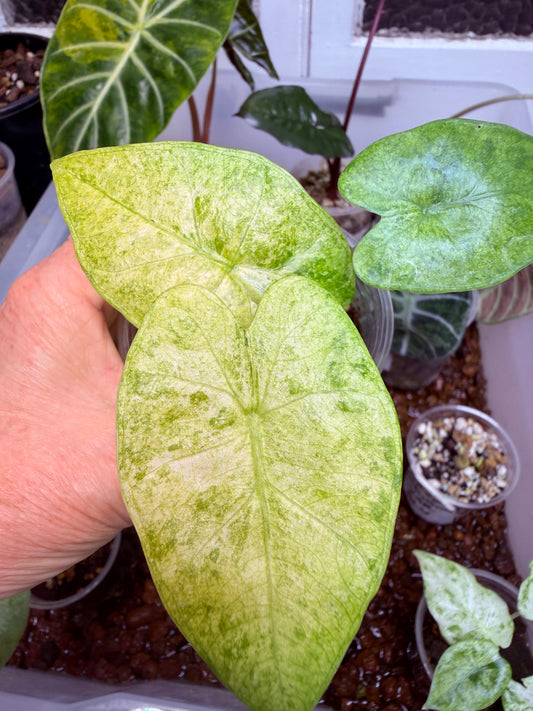 Alocasia Splash - growers choice