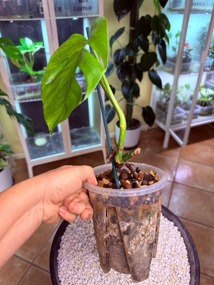 Monstera Aurea Non TC - MA