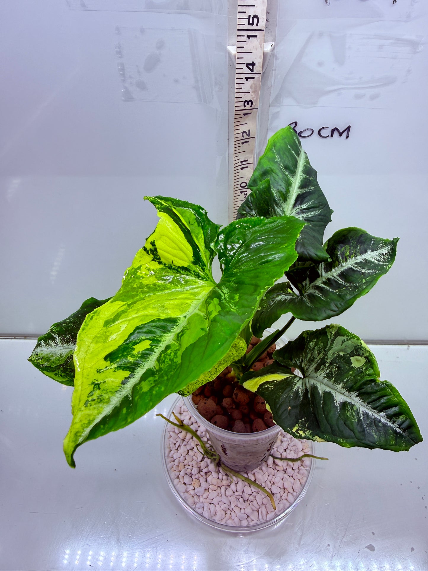 Syngonium Scrambled Eggs - S1