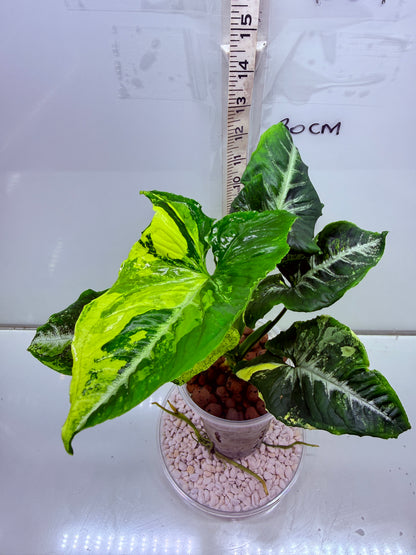 Syngonium Scrambled Eggs - S1