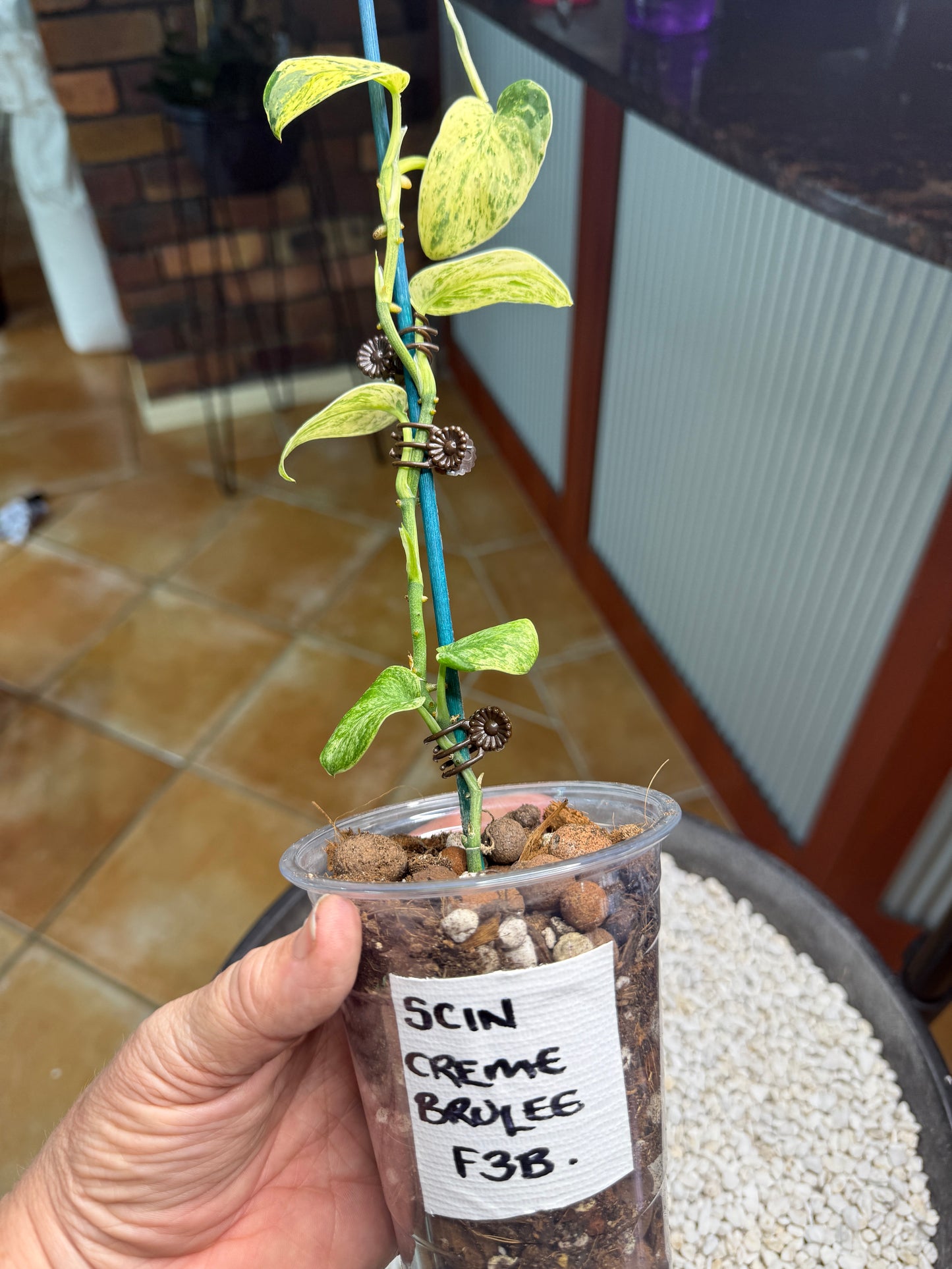 Scindapsus Crème Brûlée - F3B