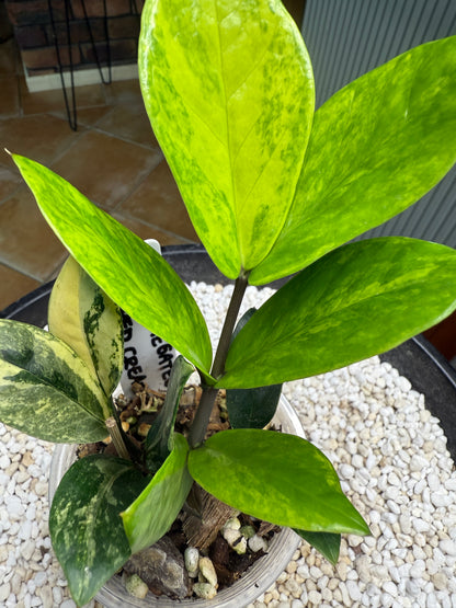 Variegated ZZ Whipped Cream - Var zz