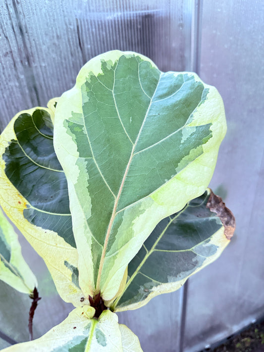 Fiddle Leaf Fig Variegated