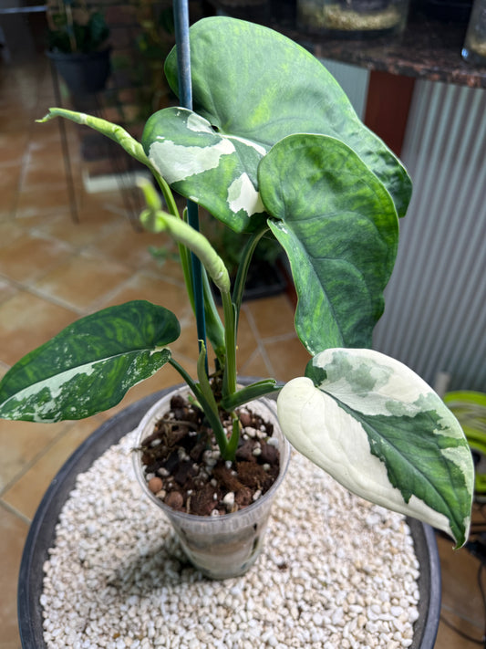 Syngonium Chiapense Variegated 4leaves 3 about to open