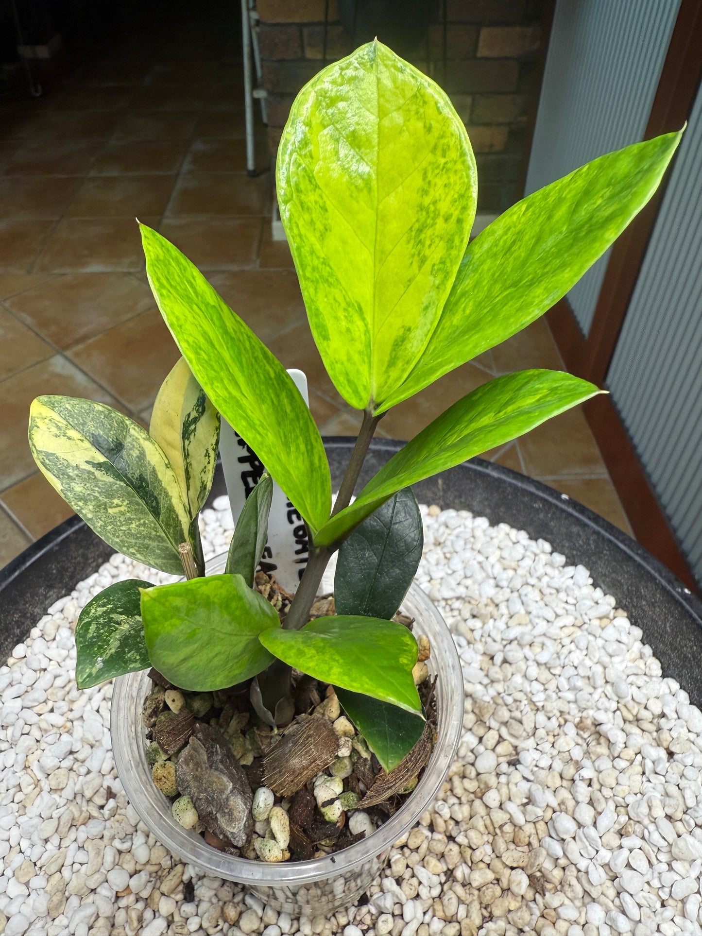 Variegated ZZ Whipped Cream - Var zz