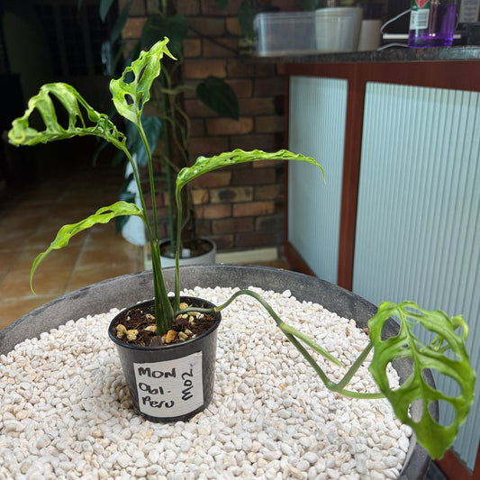 Monstera obliqua Peru - MO2