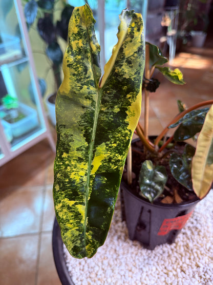 Philodendron Billietiae Variegated 11 leaves