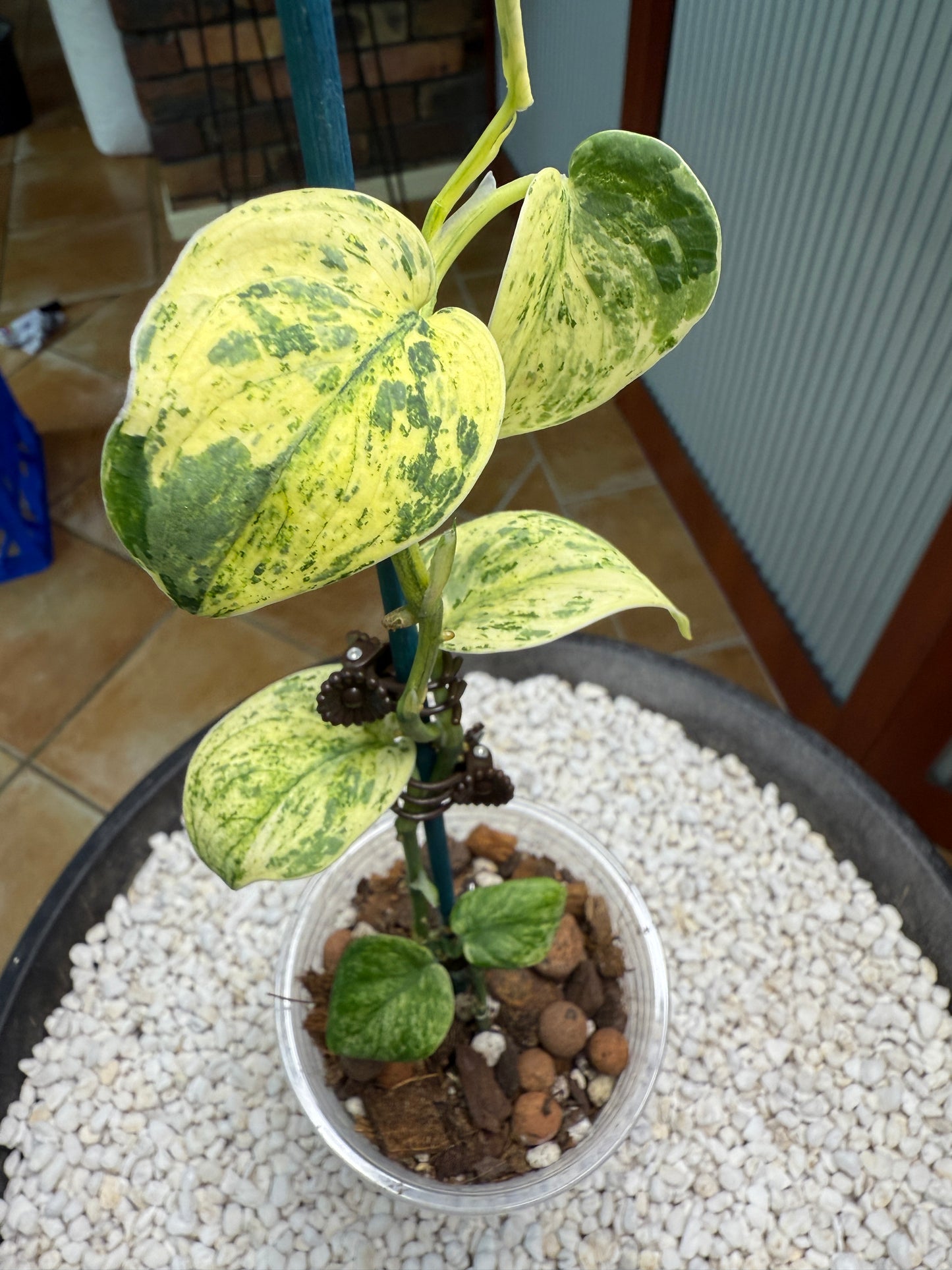 Scindapsus Crème Brûlée - F3B