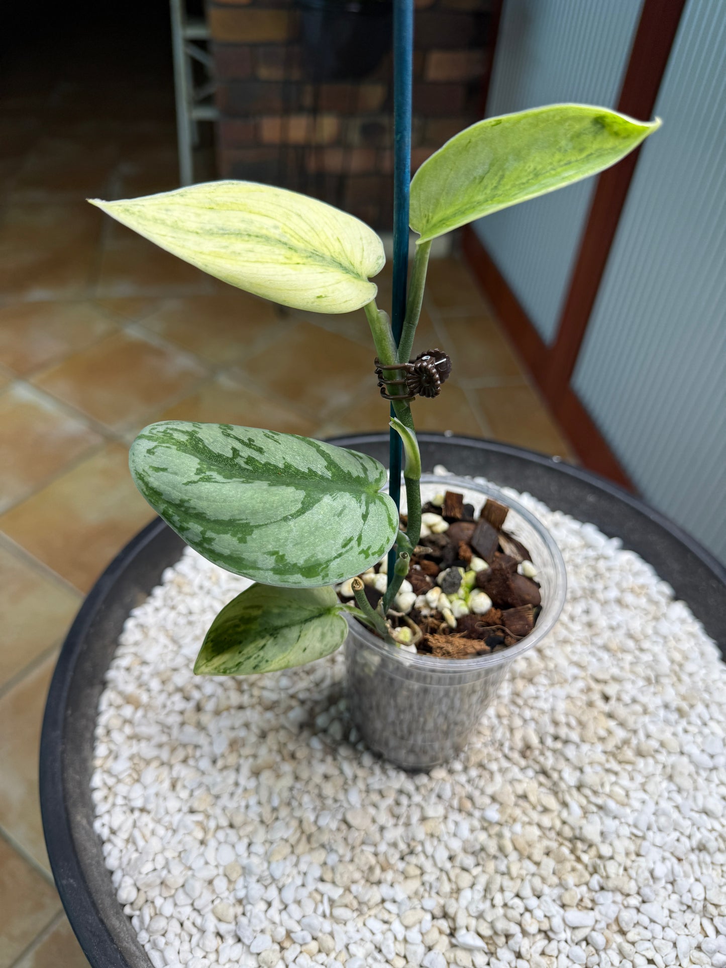 Scindapsus Hologram - h2a