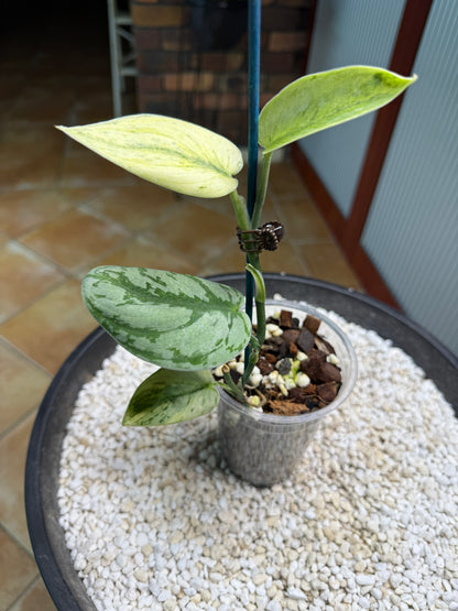 Scindapsus Hologram - h2a