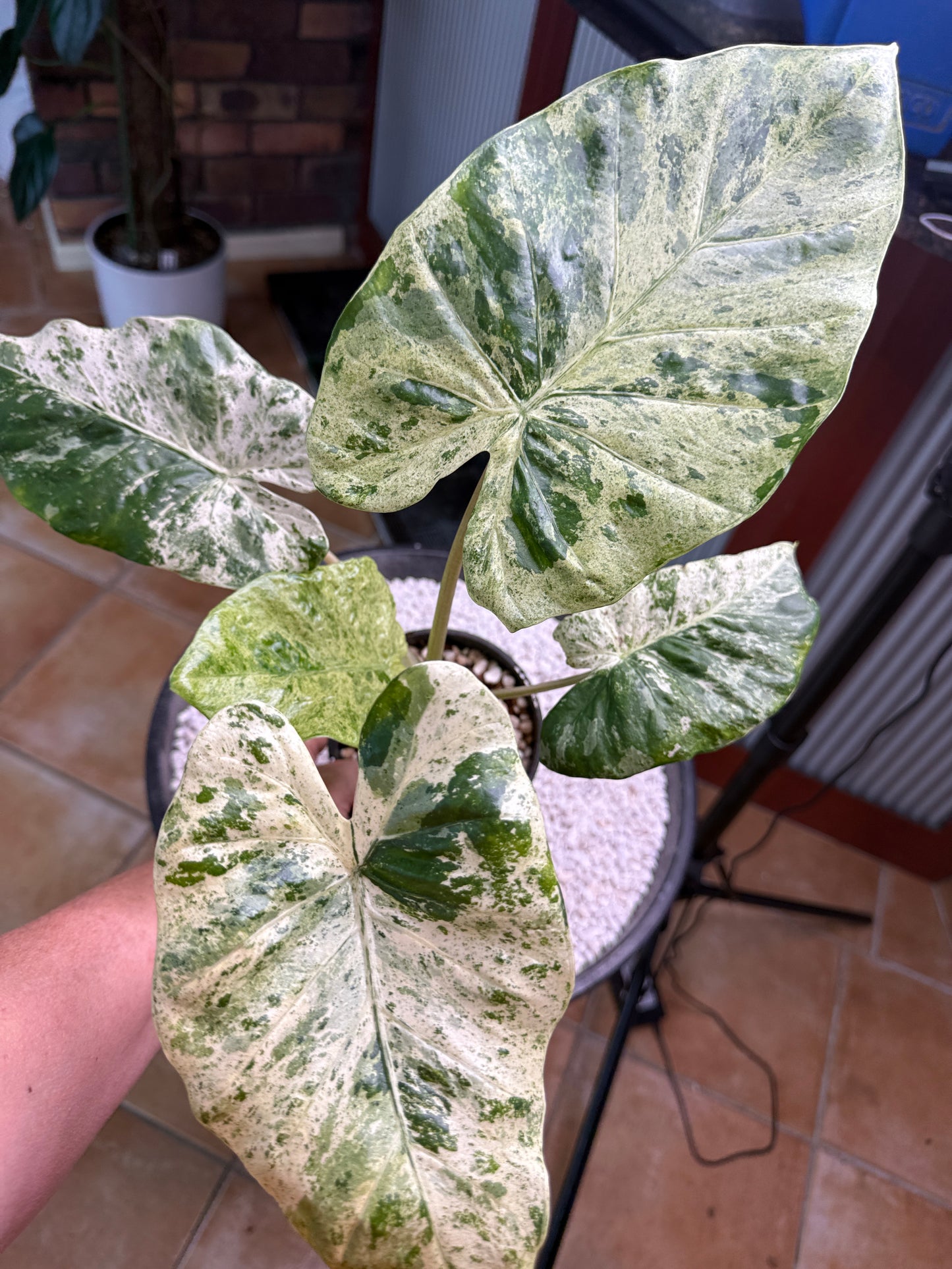 Alocasia Macrorrhizos Splash large - AMR