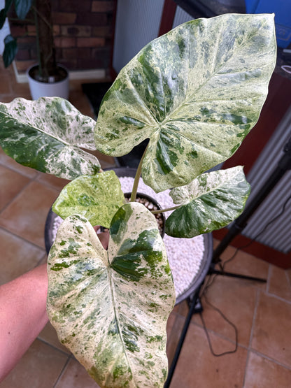 Alocasia Macrorrhizos Splash large - AMR