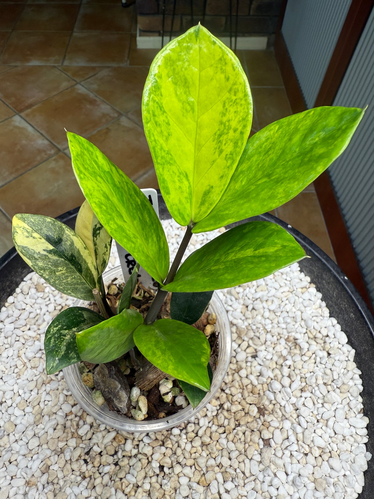 Variegated ZZ Whipped Cream - Var zz