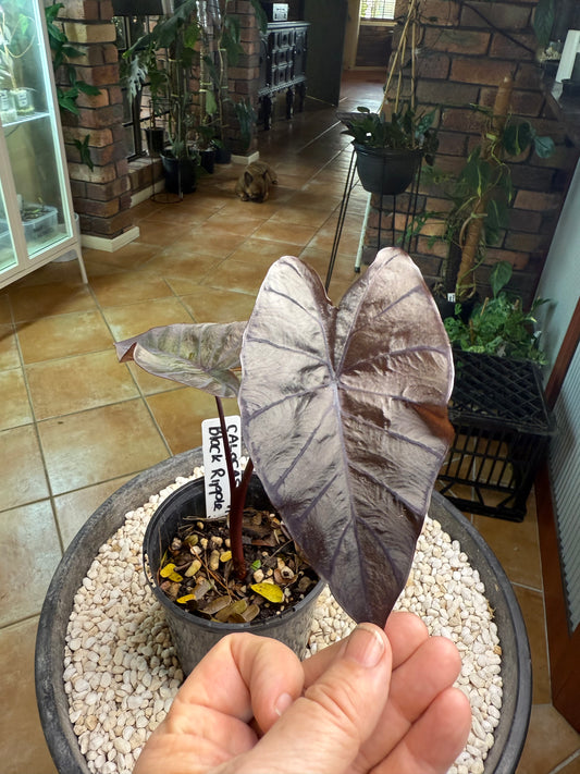 Colocasia Black Ripple - CBR
