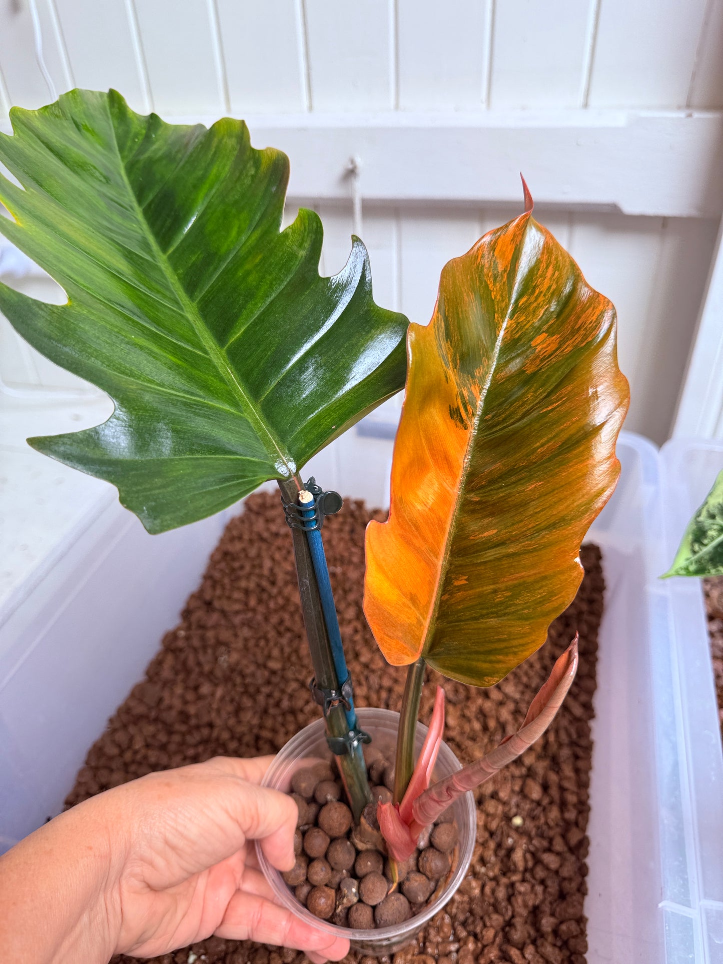 Philodendron Caramel Marble Non TC - PKM