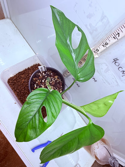 Rhaphidophora Pertusa - RP1