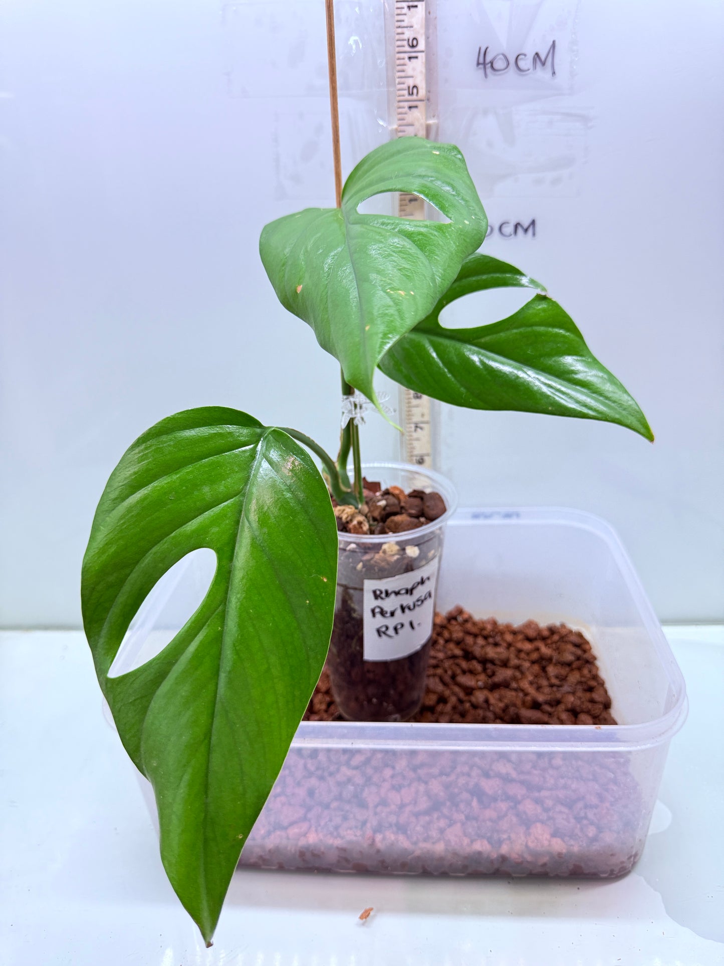 Rhaphidophora Pertusa - RP2