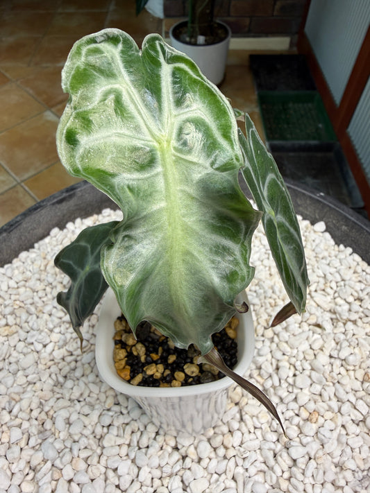 Alocasia Venom large - AV1 self watering pot