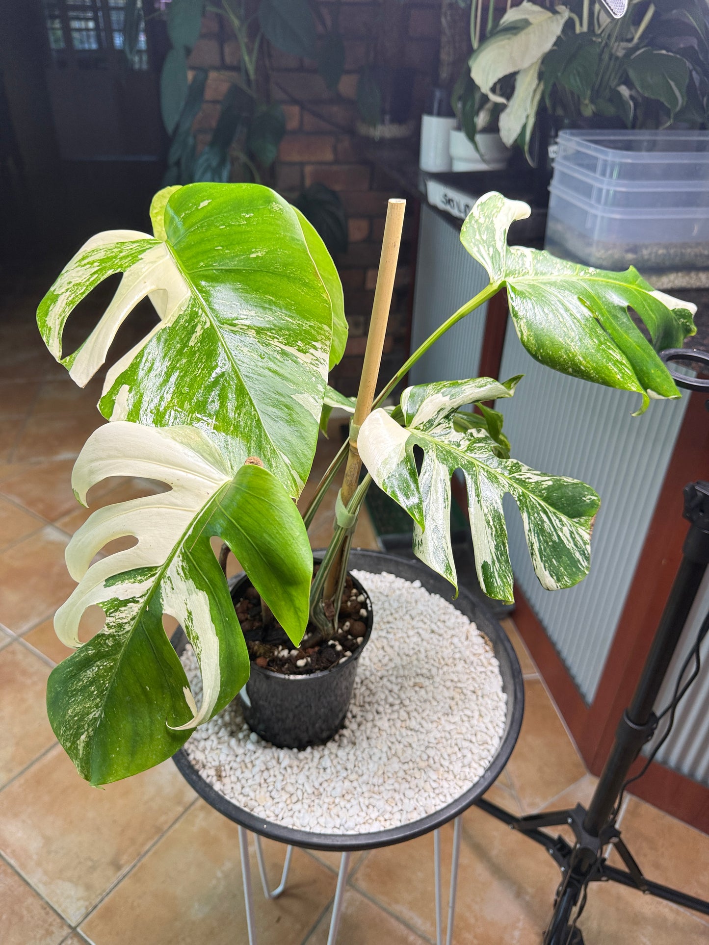Monstera Borsigana Variegated - MBA