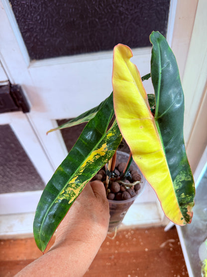 Philodendron Billietiae Non TC Variegated- PBV