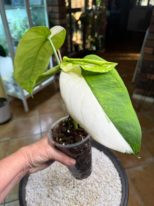 Syngonium Chiapense Variegated
