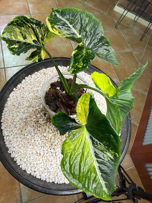 Syngonium Scrambled Eggs - SE2A