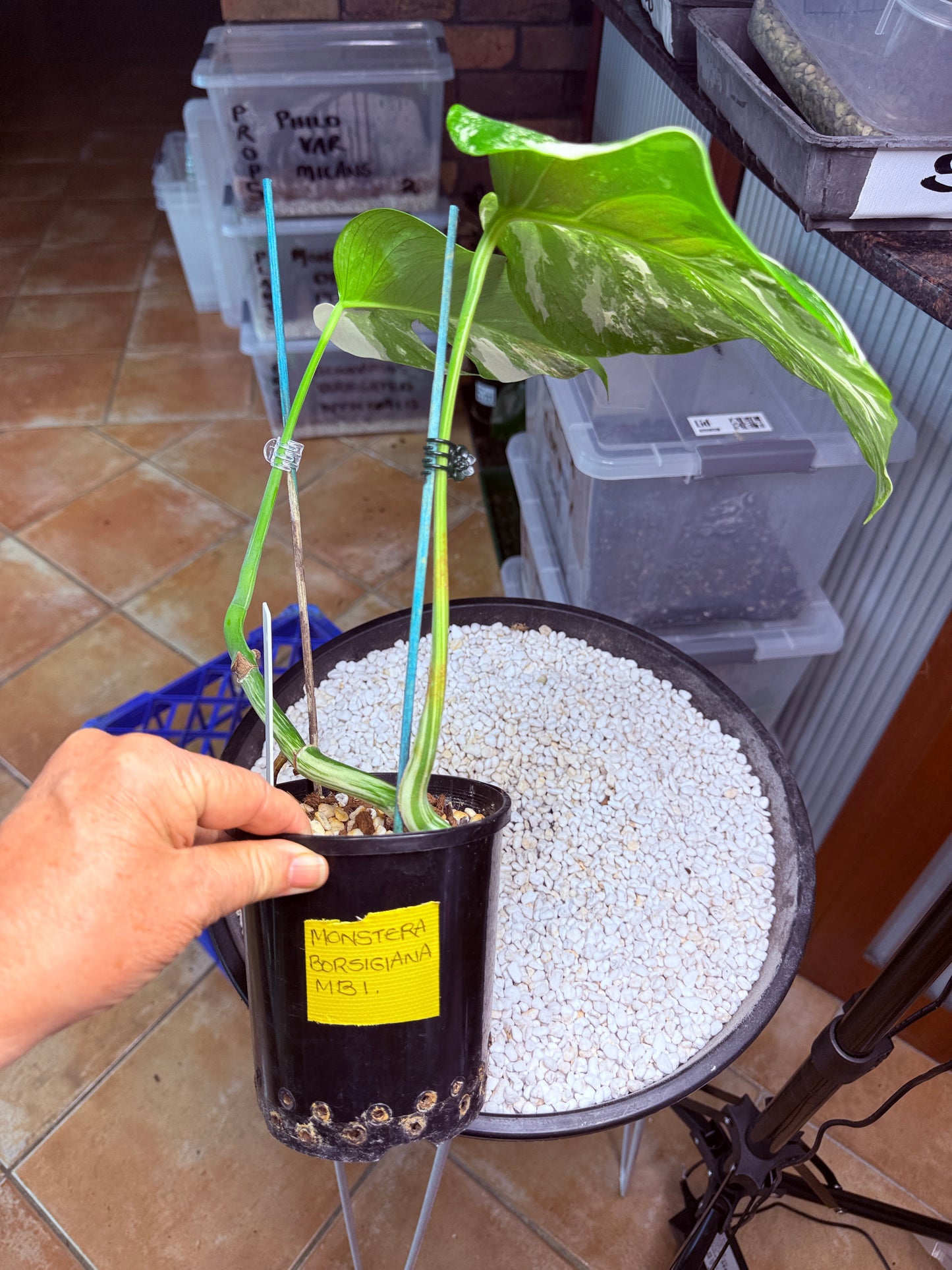 Monstera Borsigana Variegated - MB1
