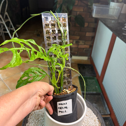 Monstera Obliqua Peru - MO1 with runner