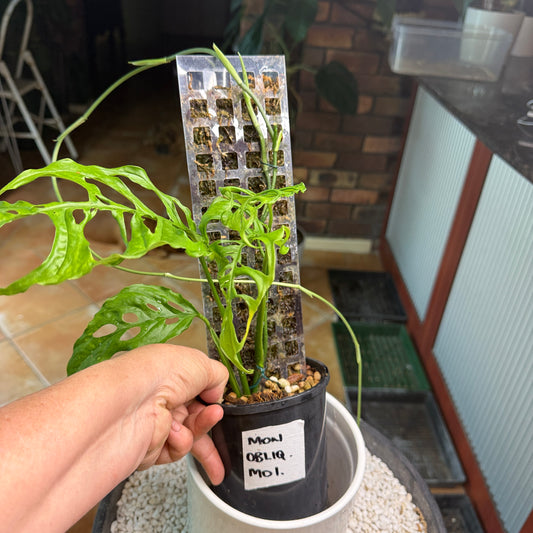 Monstera Obliqua Peru - MO1 with runner