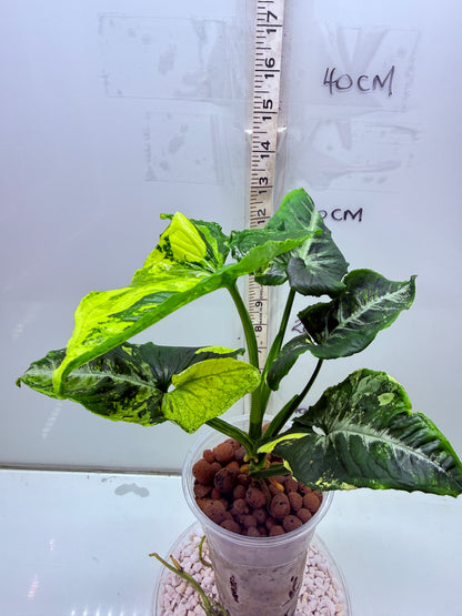 Syngonium Scrambled Eggs - S1