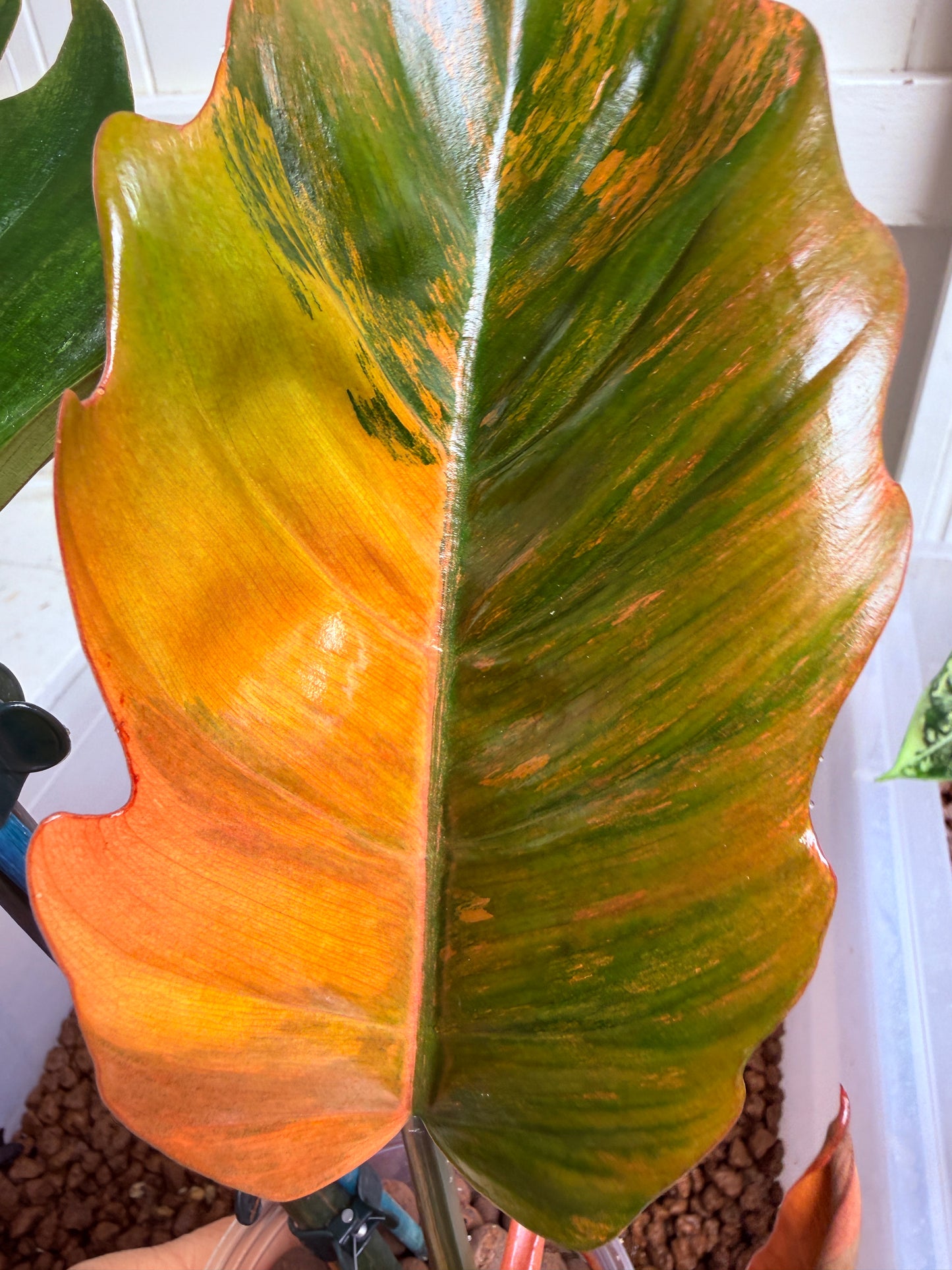Philodendron Caramel Marble Non TC - PKM