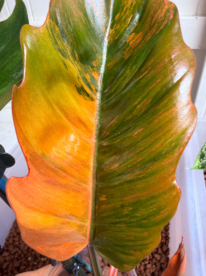 Philodendron Caramel Marble Non TC - PKM